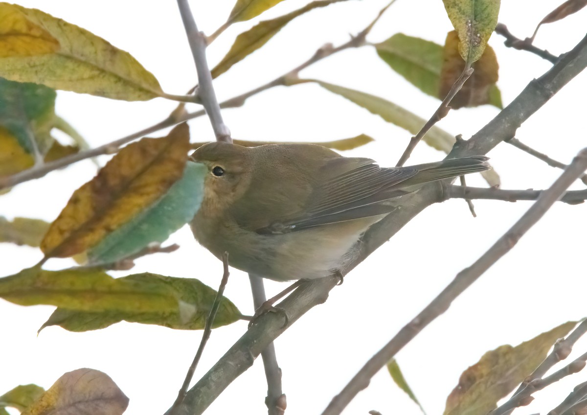 gransanger - ML646189828