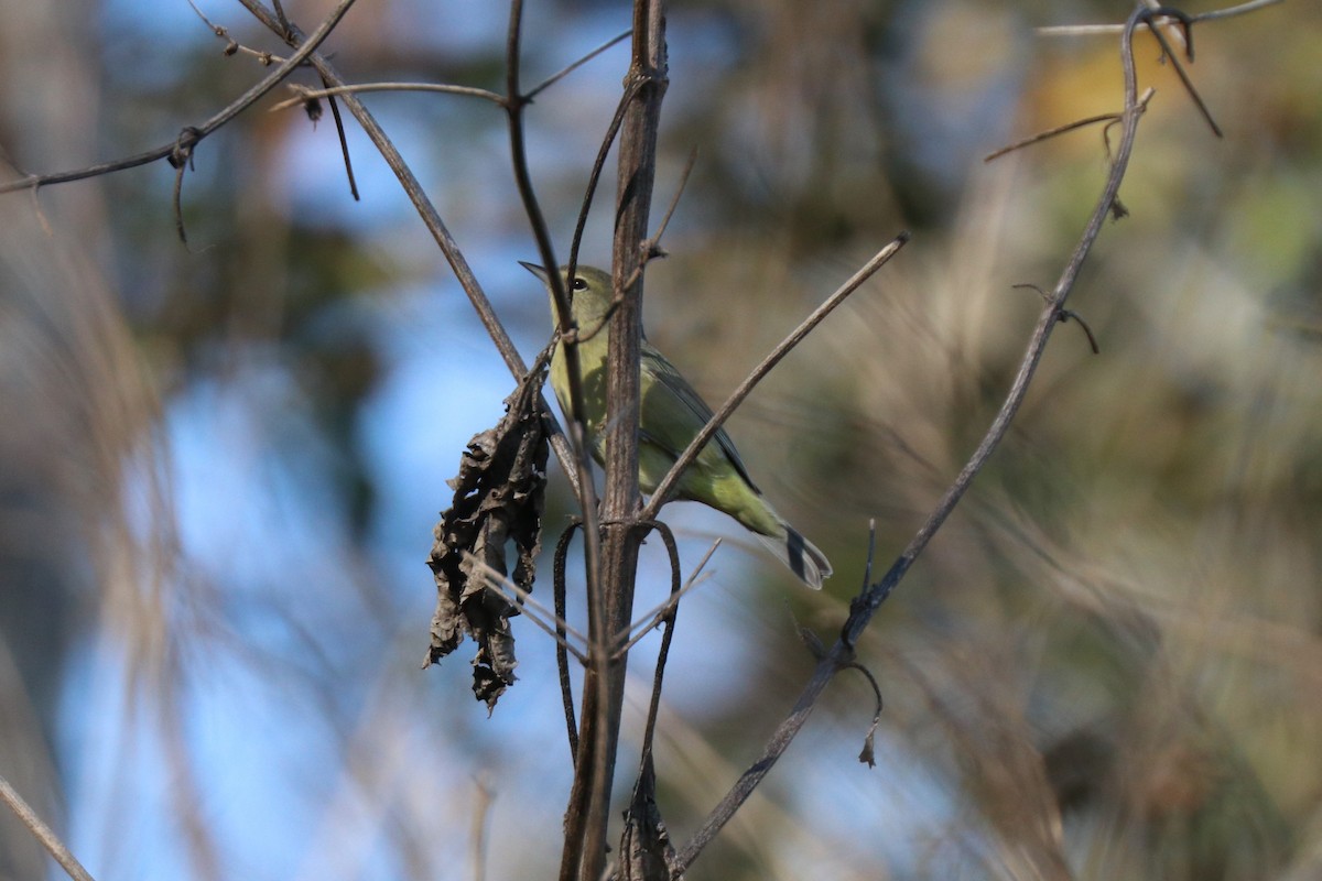 oransjekroneparula - ML646189829