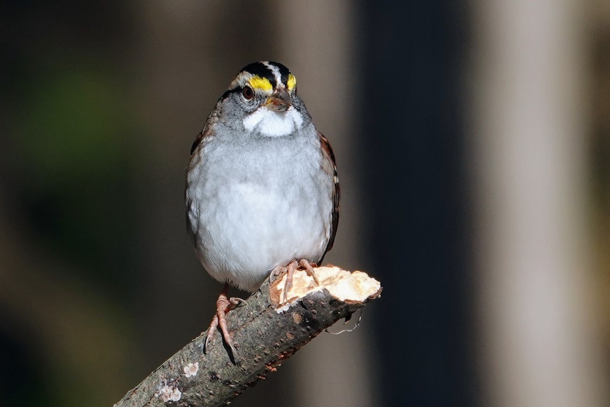 hvitstrupespurv - ML646189831