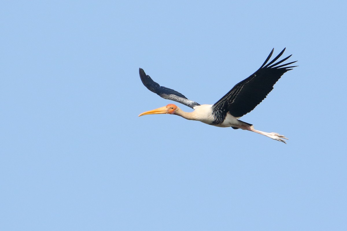 beltestork - ML646189833