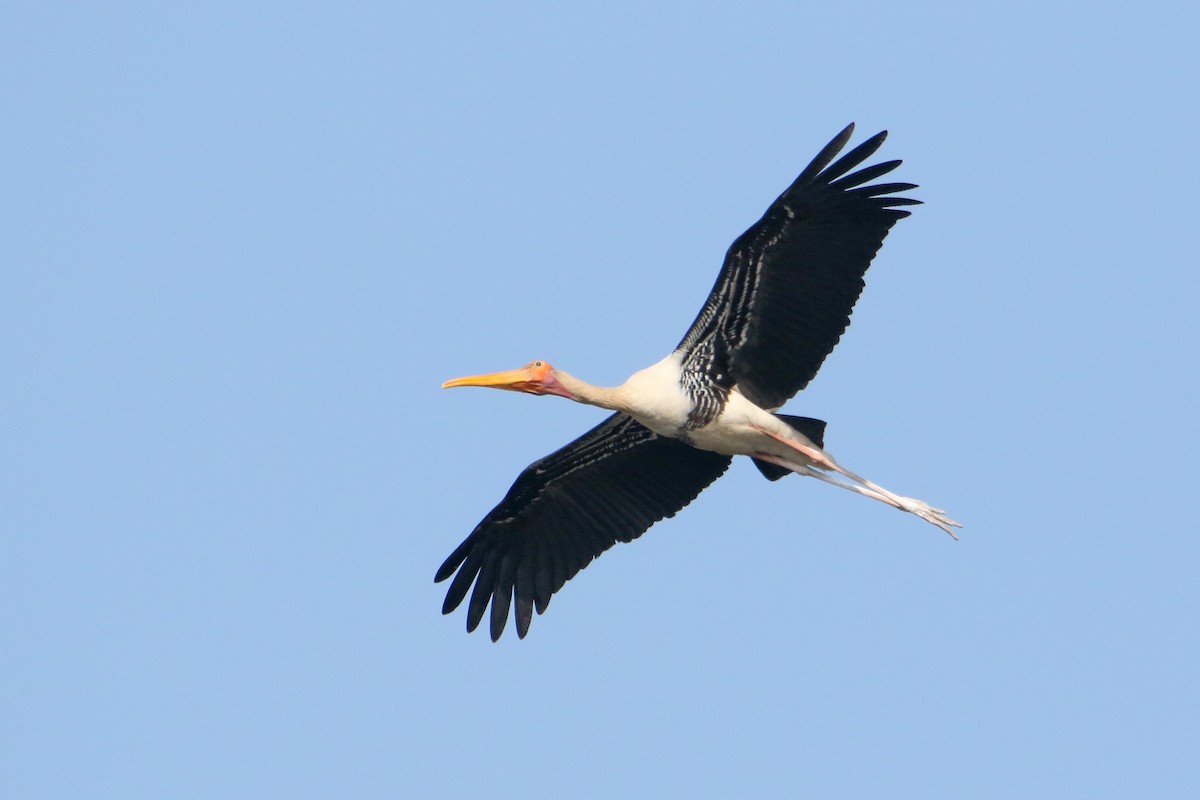 beltestork - ML646189834