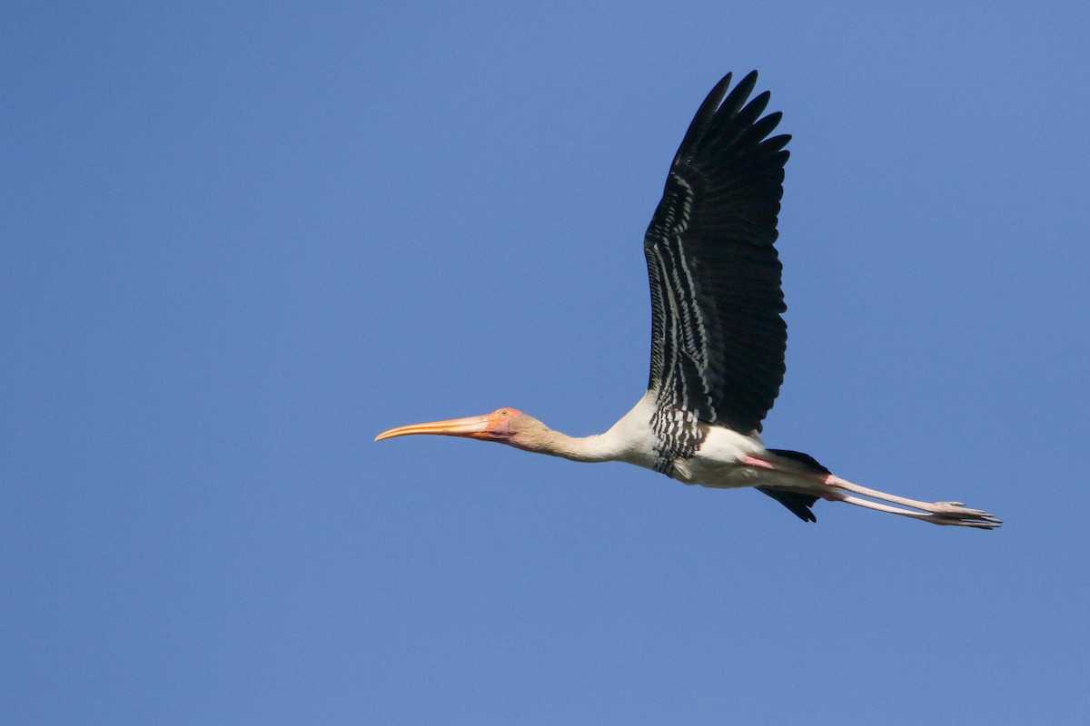 beltestork - ML646189835