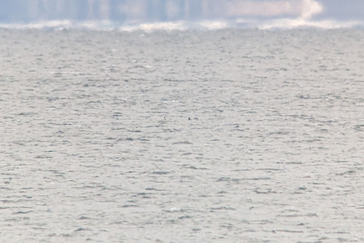 אלקה גמדית - ML646189838