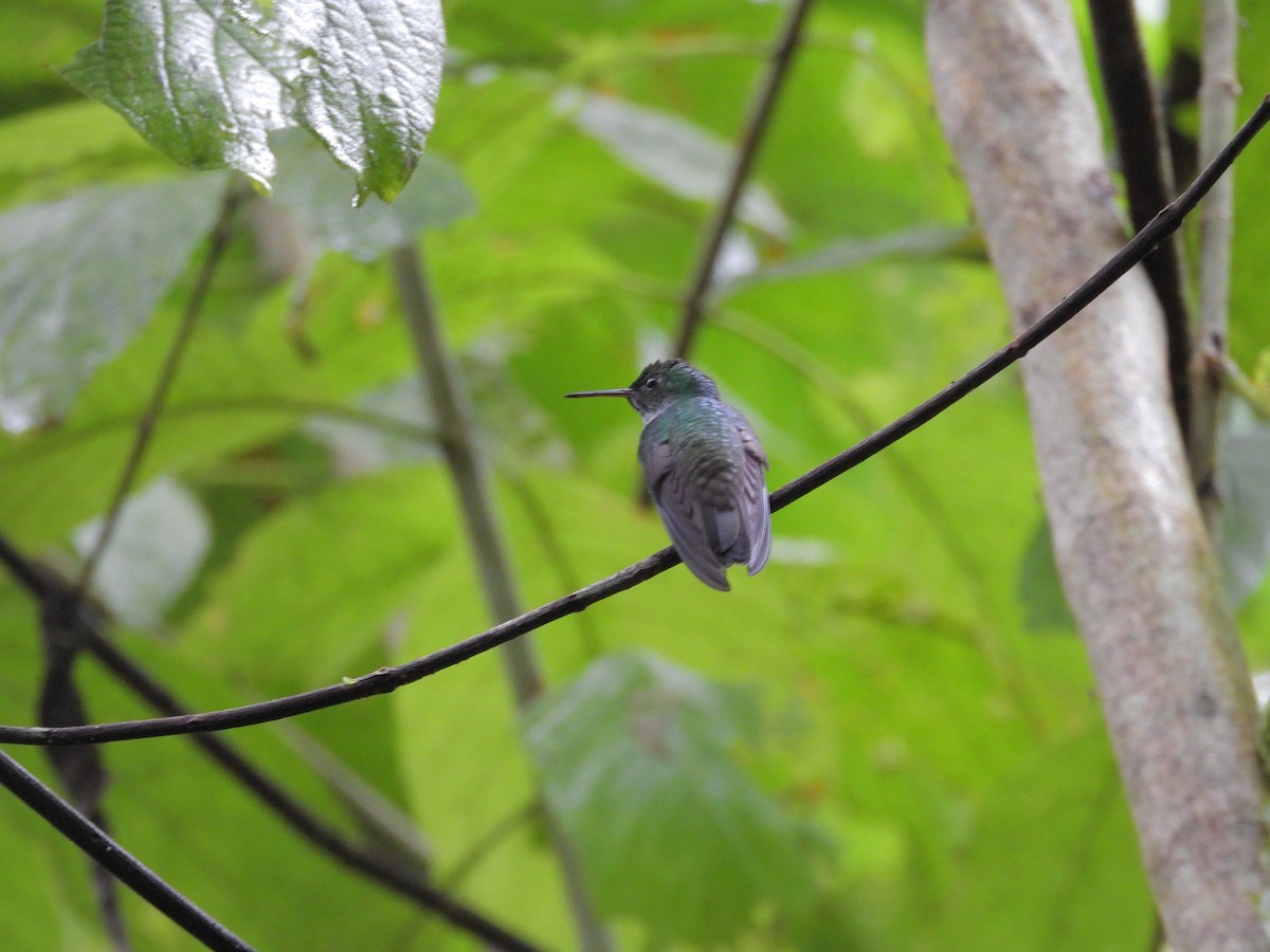 blåbrystkolibri - ML646189839