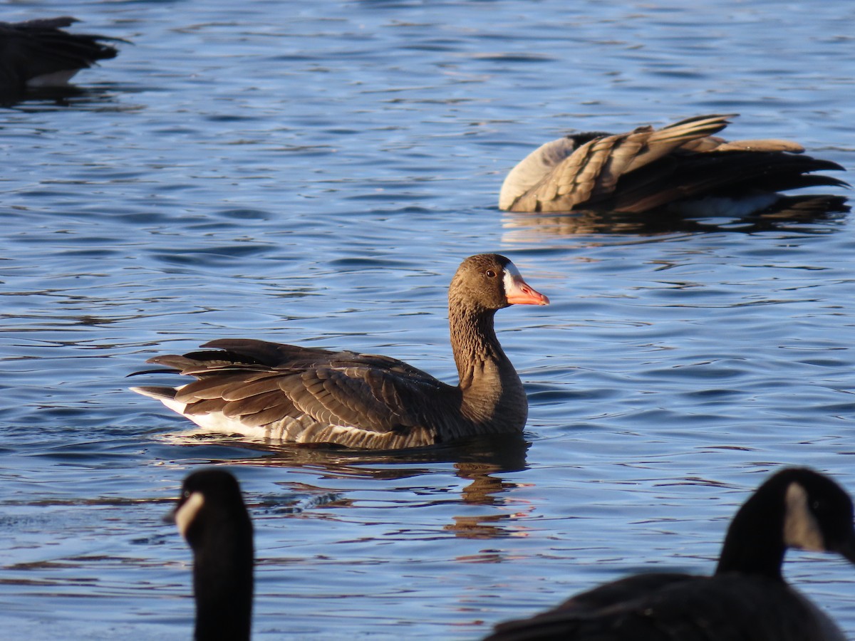 Greater White-fronted Goose - ML646189840