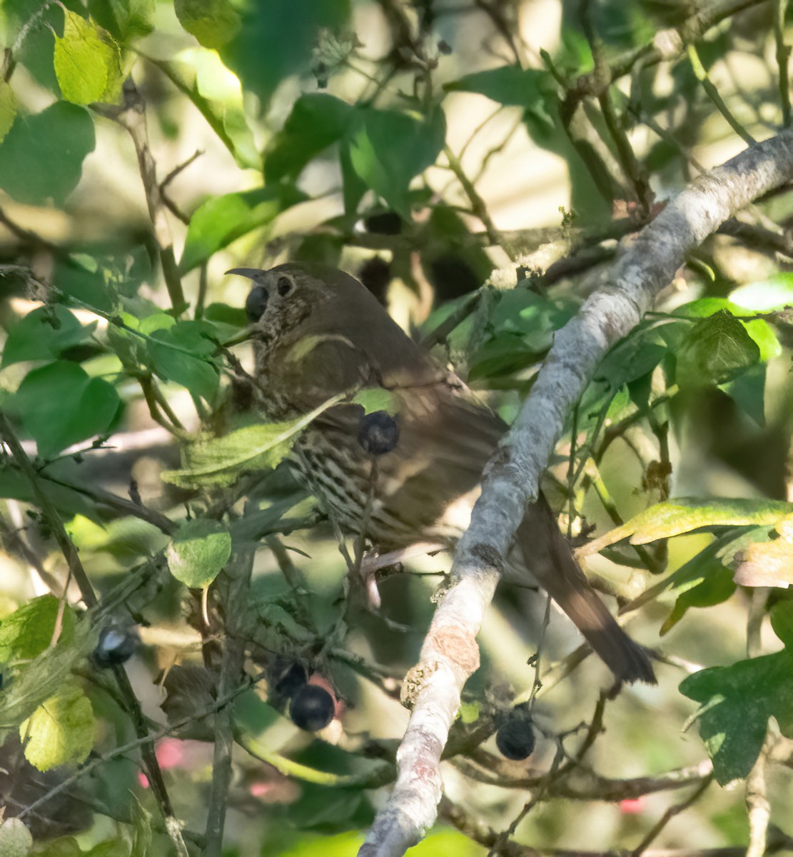 måltrost - ML646189841