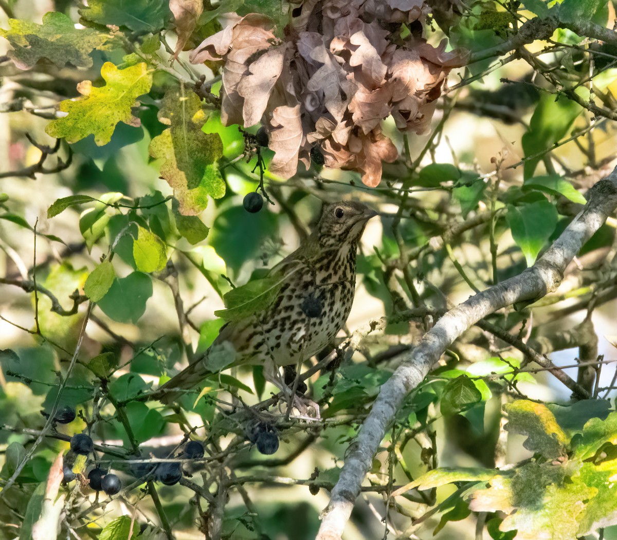 måltrost - ML646189842