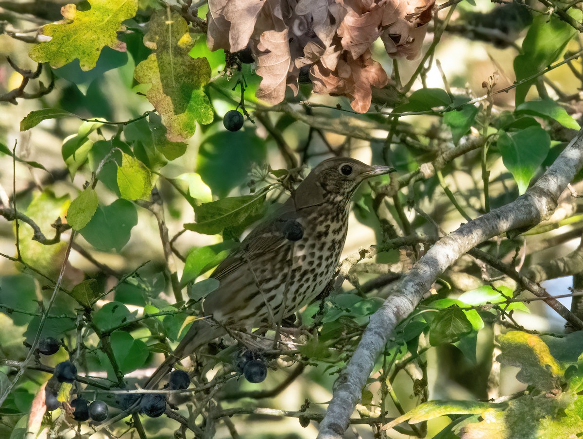 måltrost - ML646189843