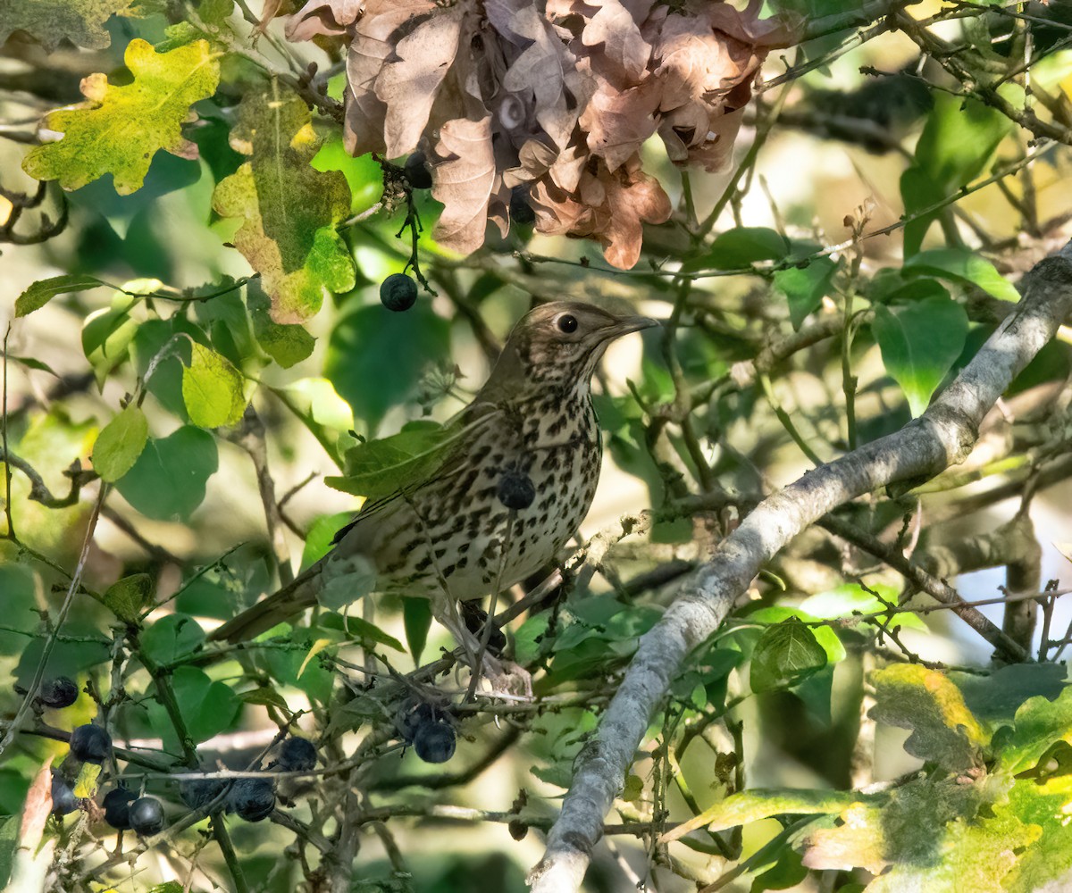 måltrost - ML646189844