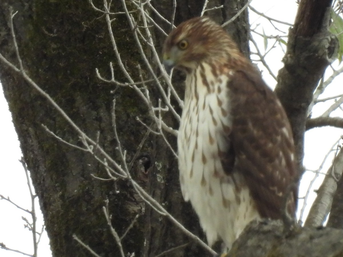 trostehauk - ML646189846