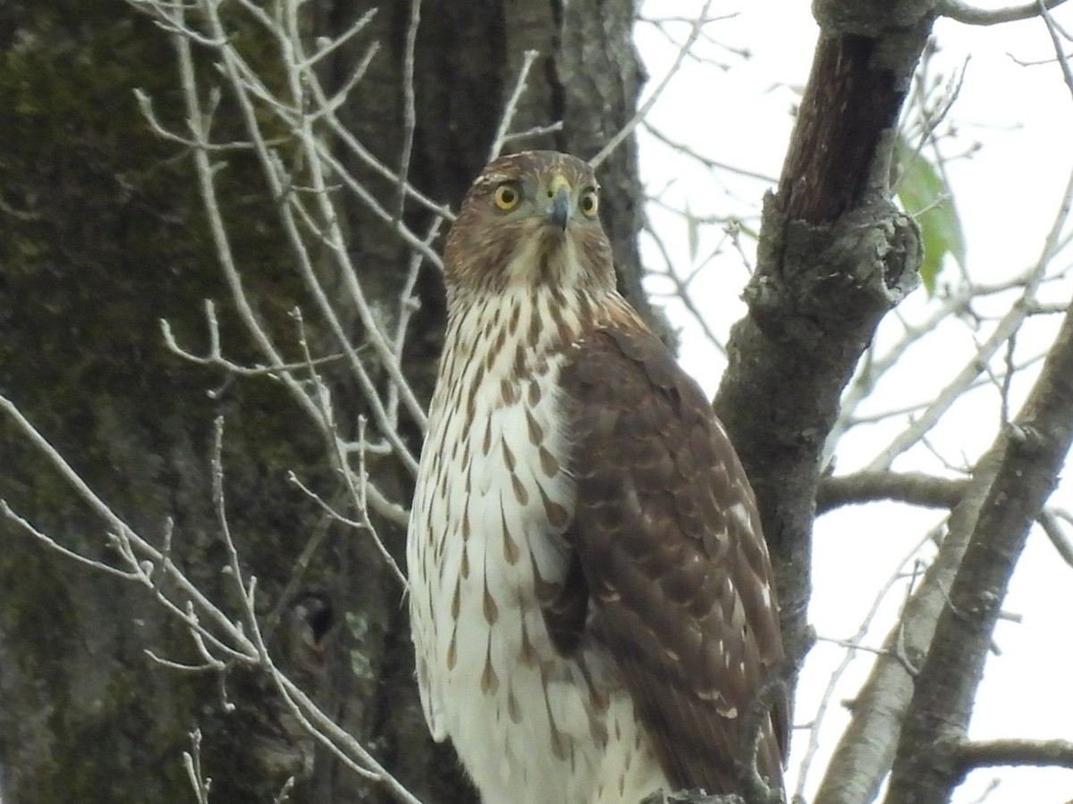 trostehauk - ML646189847