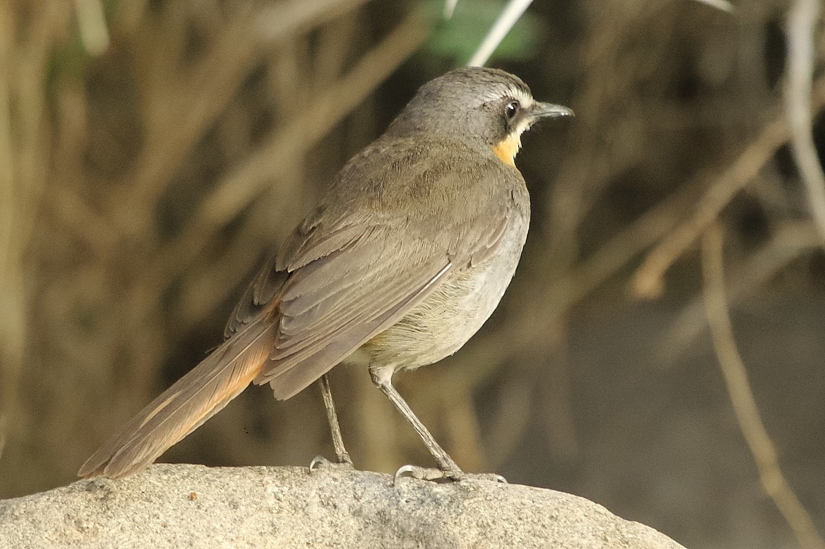 gråflanketrosteskvett - ML646189849