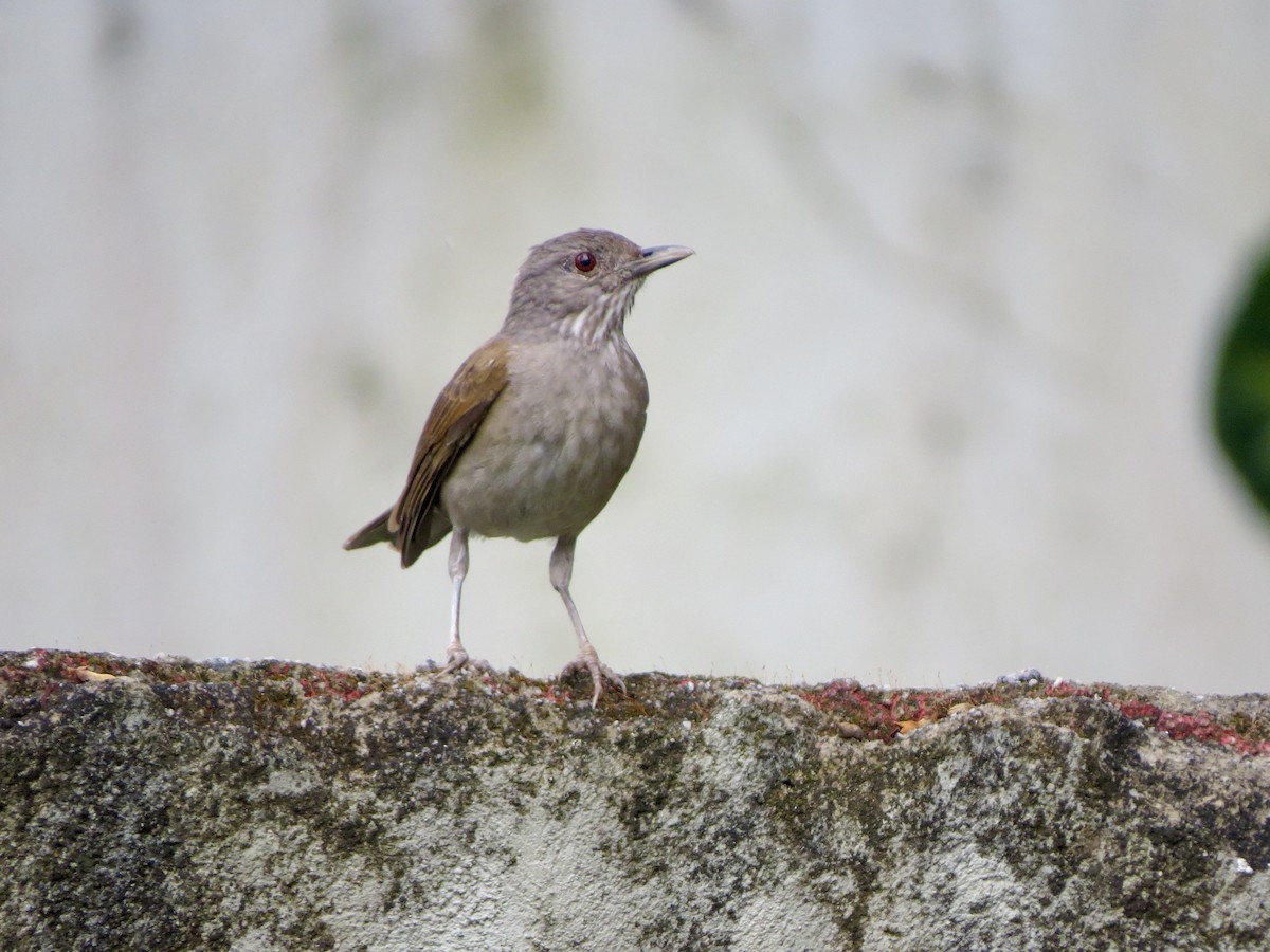 blekbrysttrost - ML646189850