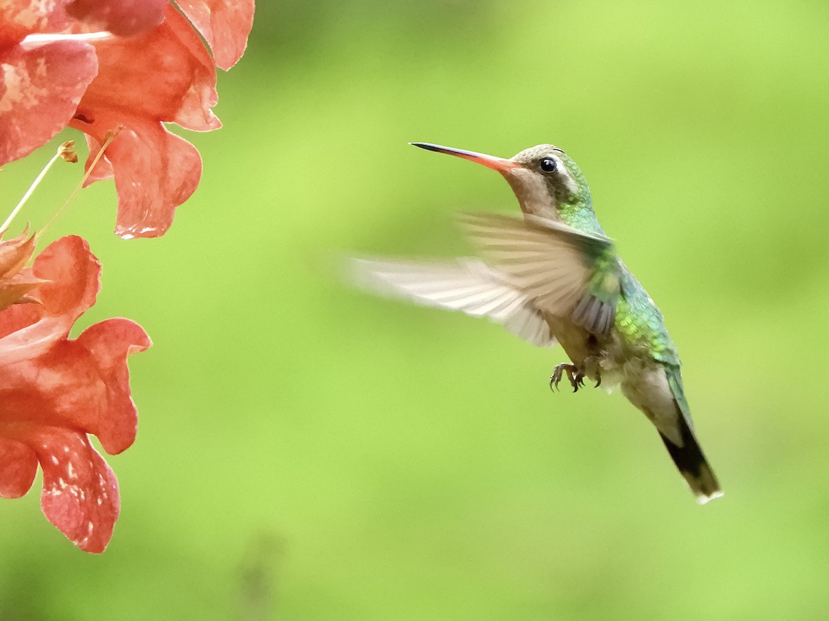 glansbuksmaragd - ML646189852