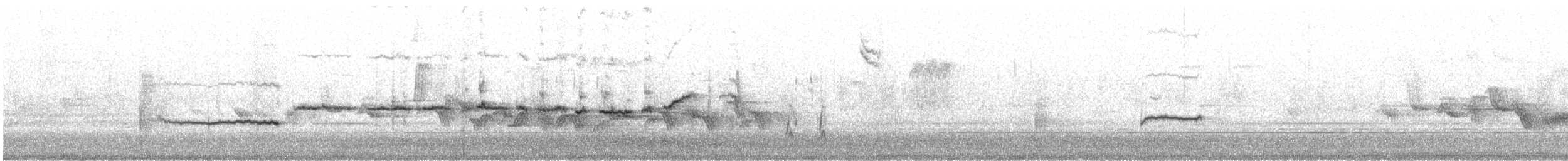 Chingolo Gorjiblanco - ML646189853