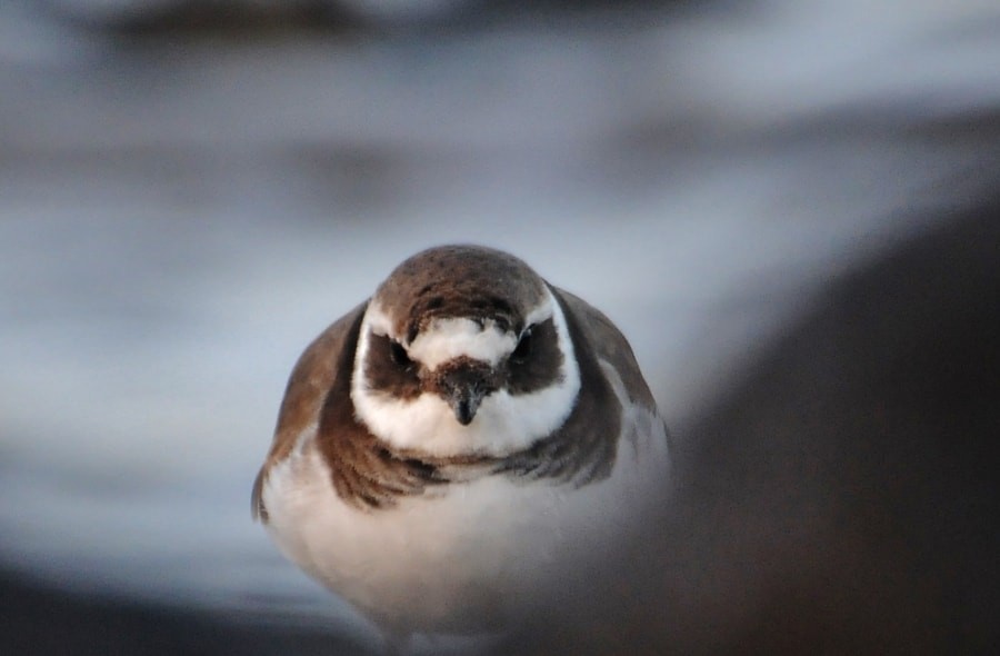 sandlo - ML646189854