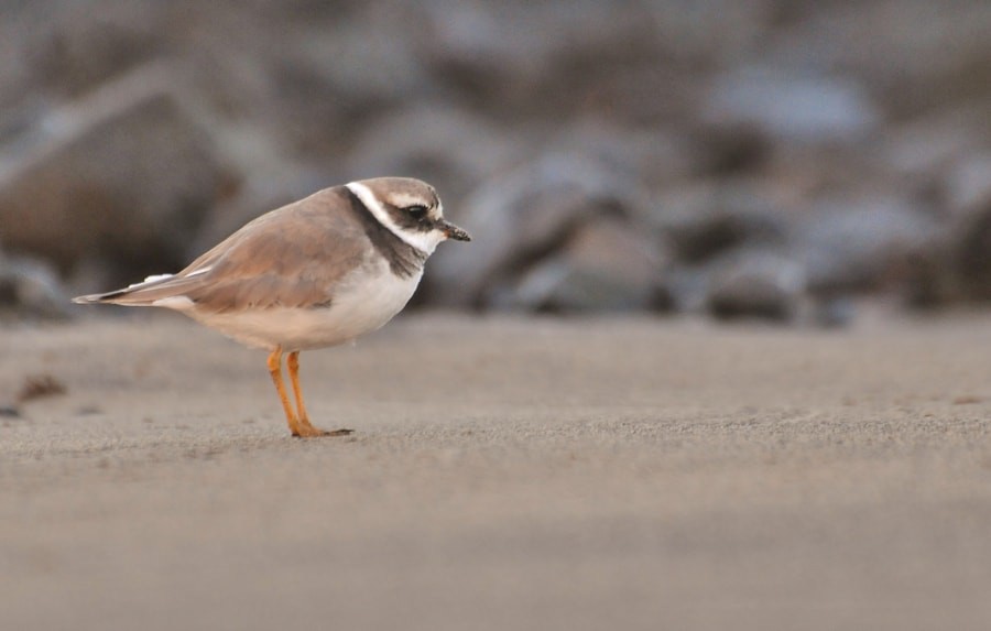 sandlo - ML646189855