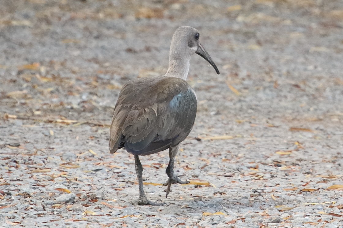 Hadada Ibis - ML646189856