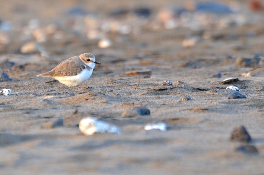 חופמי אלכסנדרי - ML646189858
