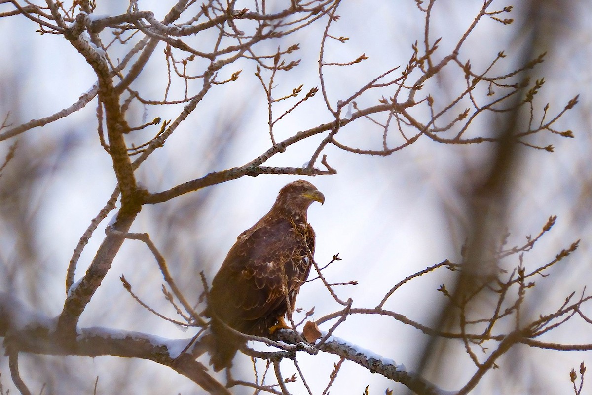 Bald Eagle - ML646189865