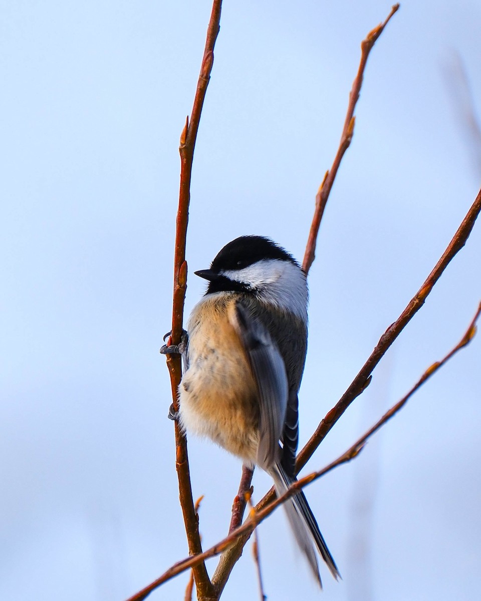 Гаїчка світлокрила - ML646189871