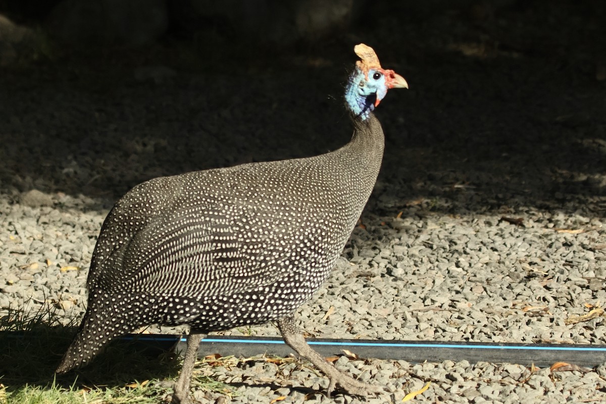 普通珠雞 - ML646189872