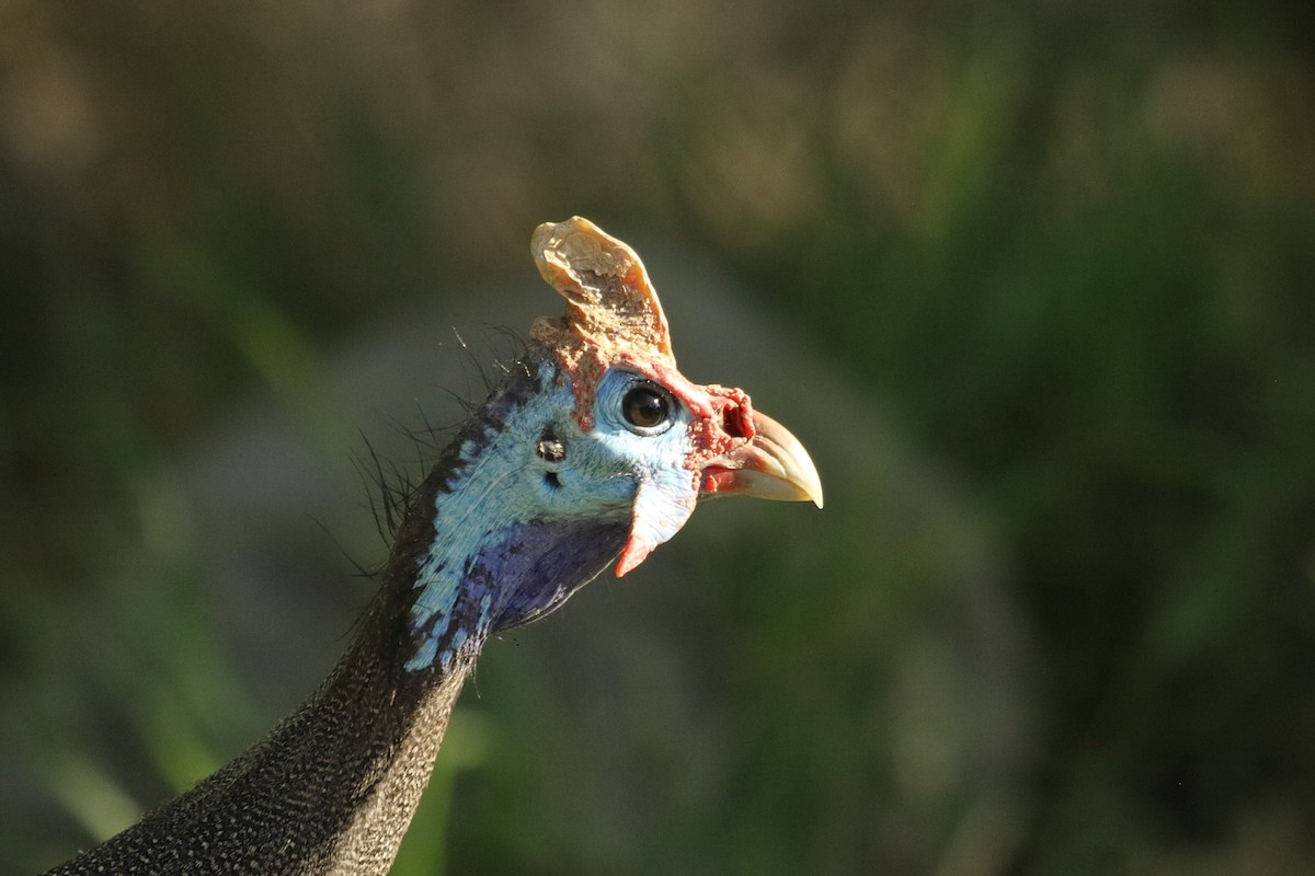 普通珠雞 - ML646189873