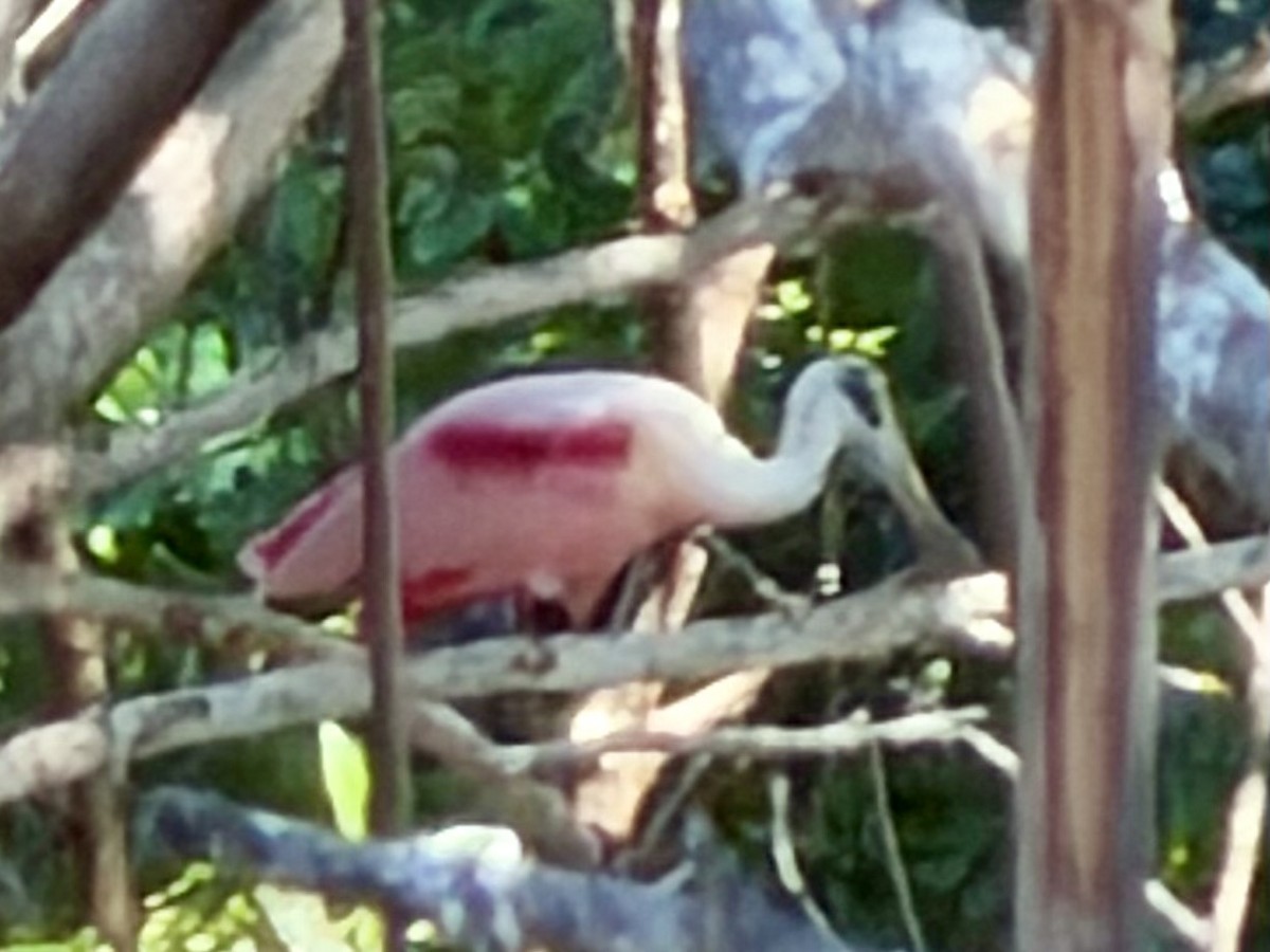 Roseate Spoonbill - ML646189874