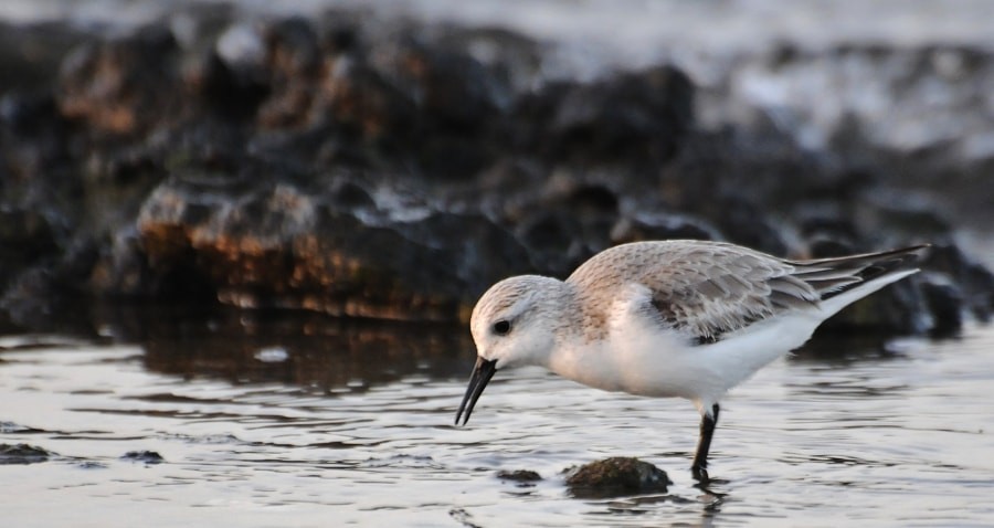חופית לבנה - ML646189875