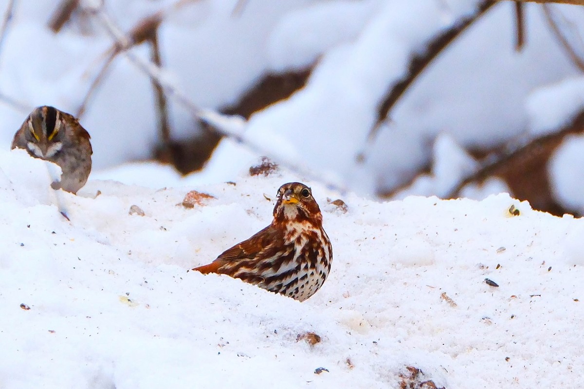 strnadec kaštanový - ML646189880