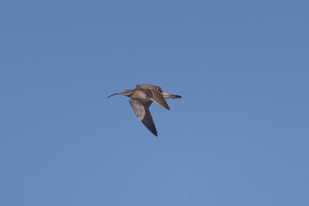 Eurasian Whimbrel - ML646189883