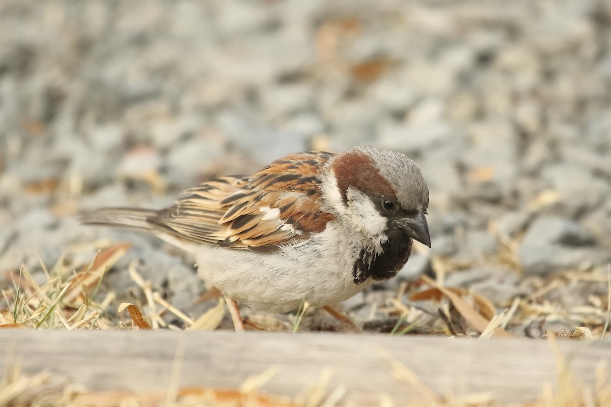 家麻雀 - ML646189886