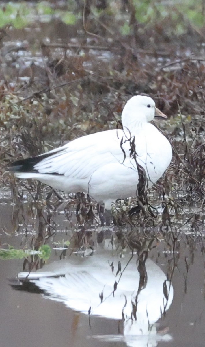 Ross's Goose - ML646189890