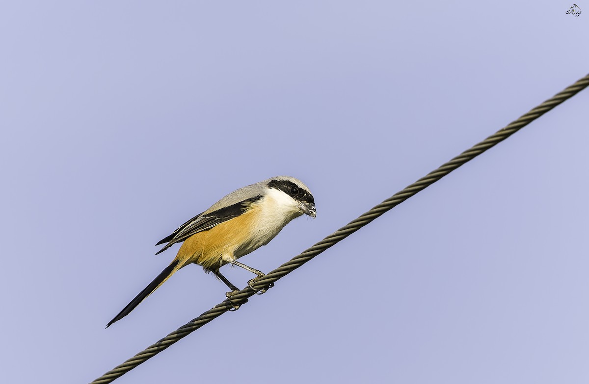 rustvarsler - ML646189892