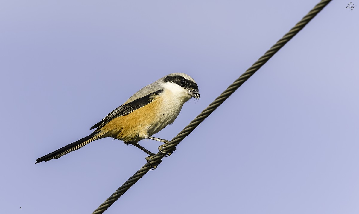 rustvarsler - ML646189893