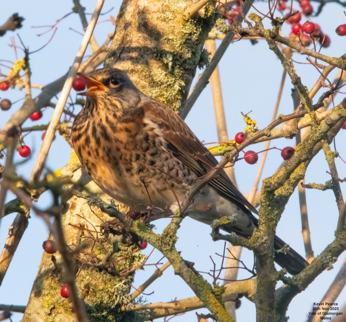 gråtrost - ML646189897