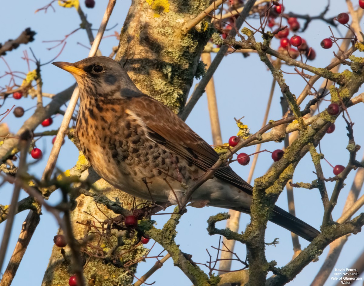 gråtrost - ML646189898