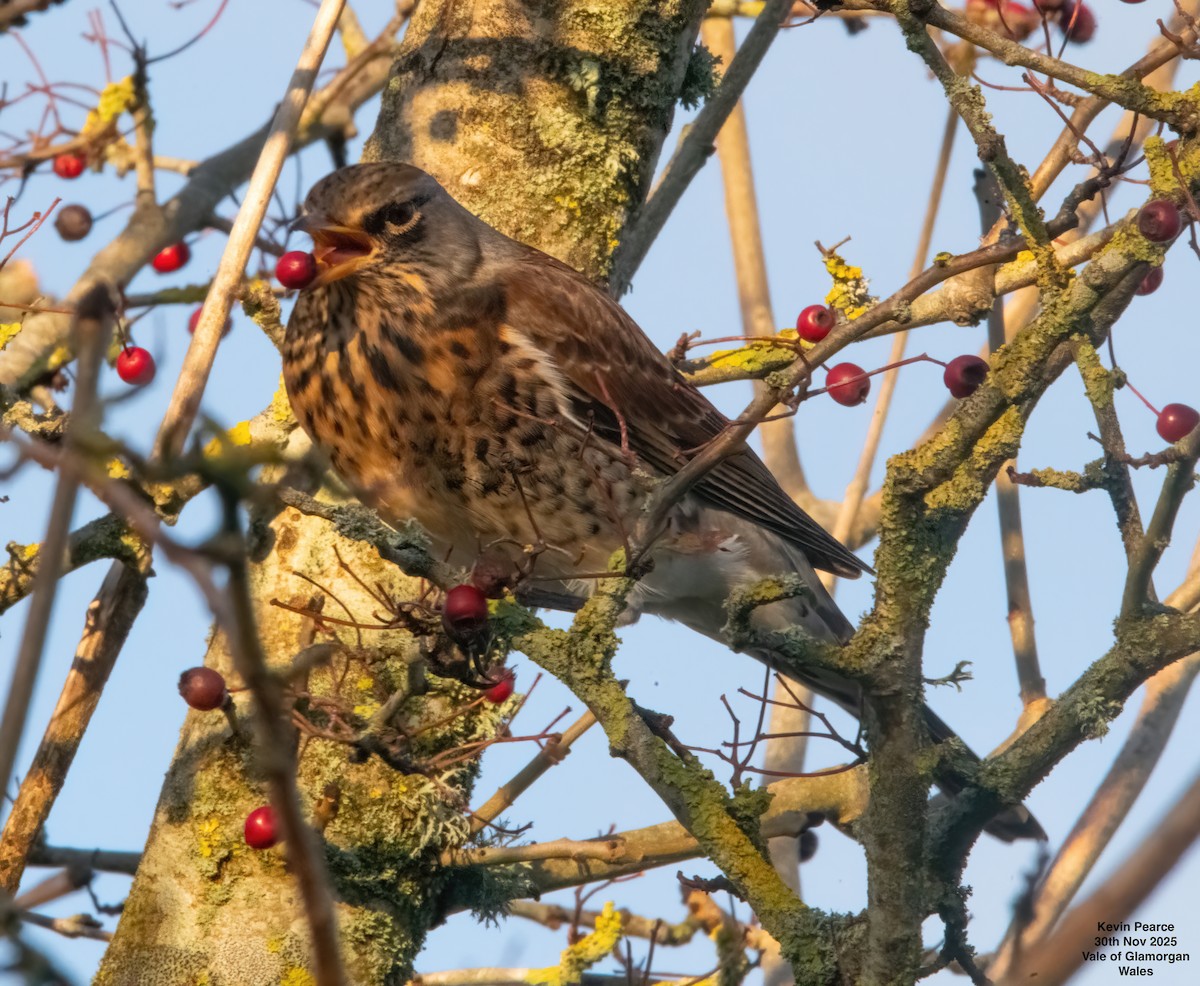 gråtrost - ML646189899