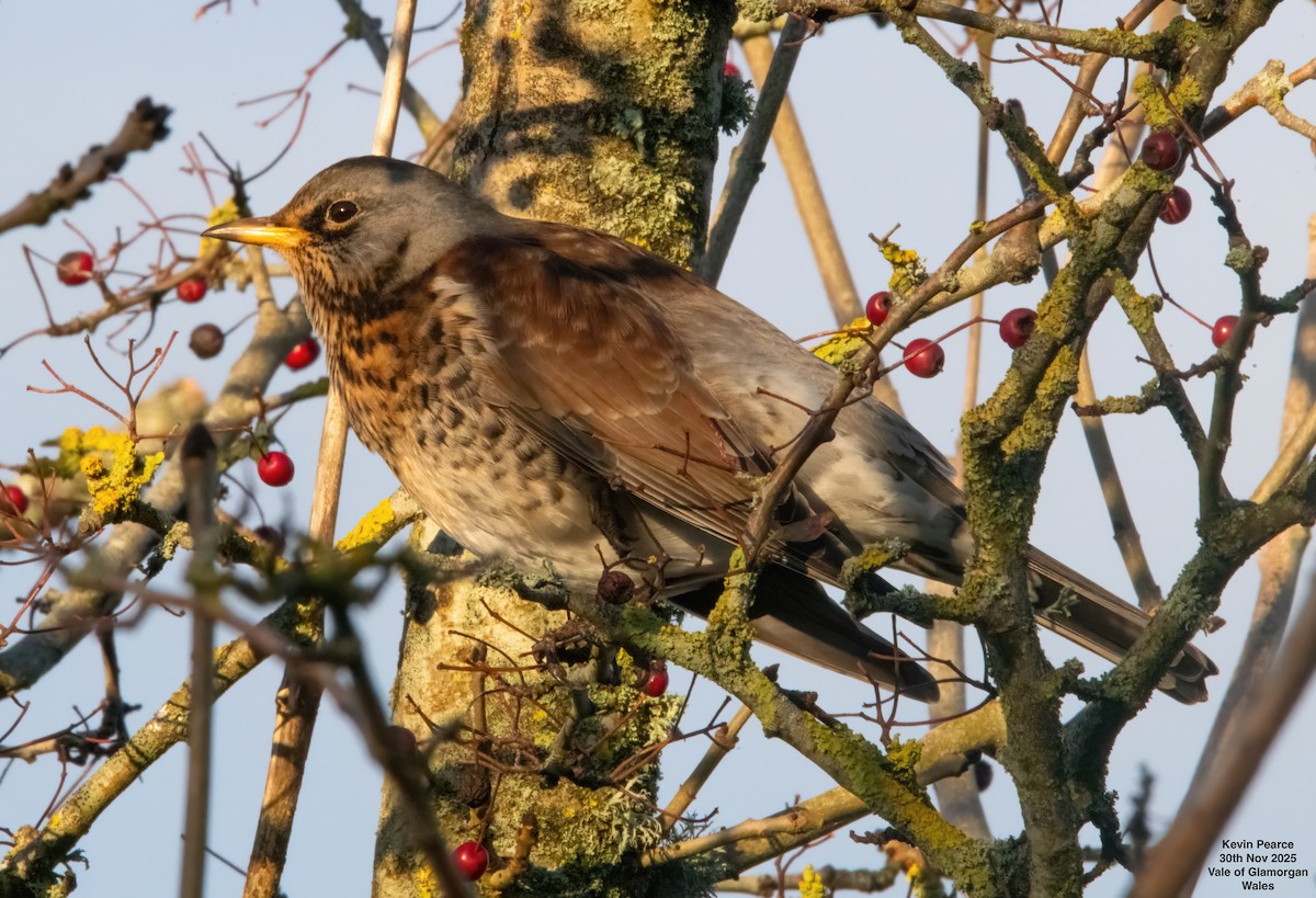 gråtrost - ML646189900