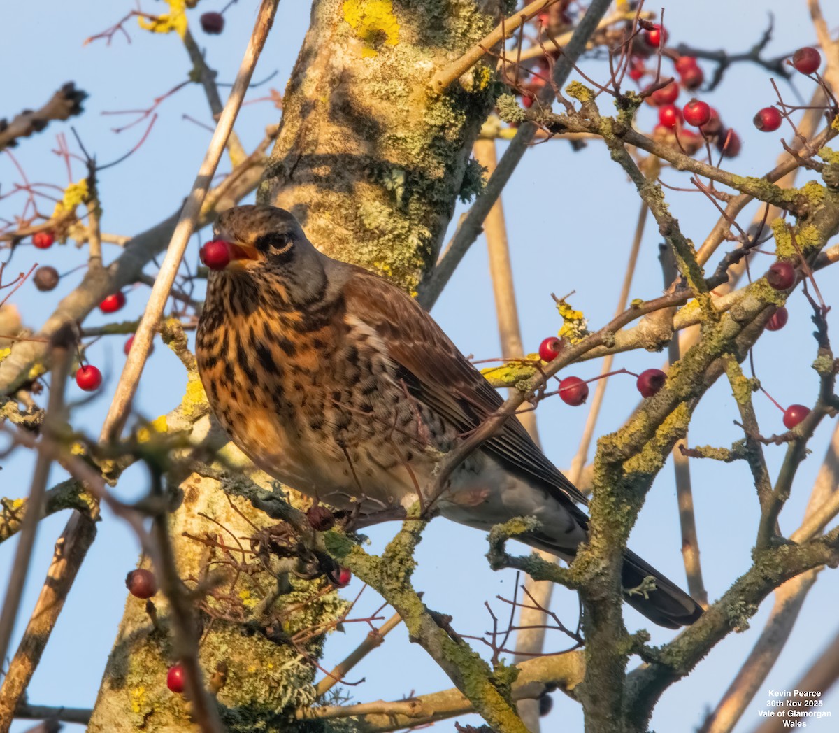 gråtrost - ML646189901