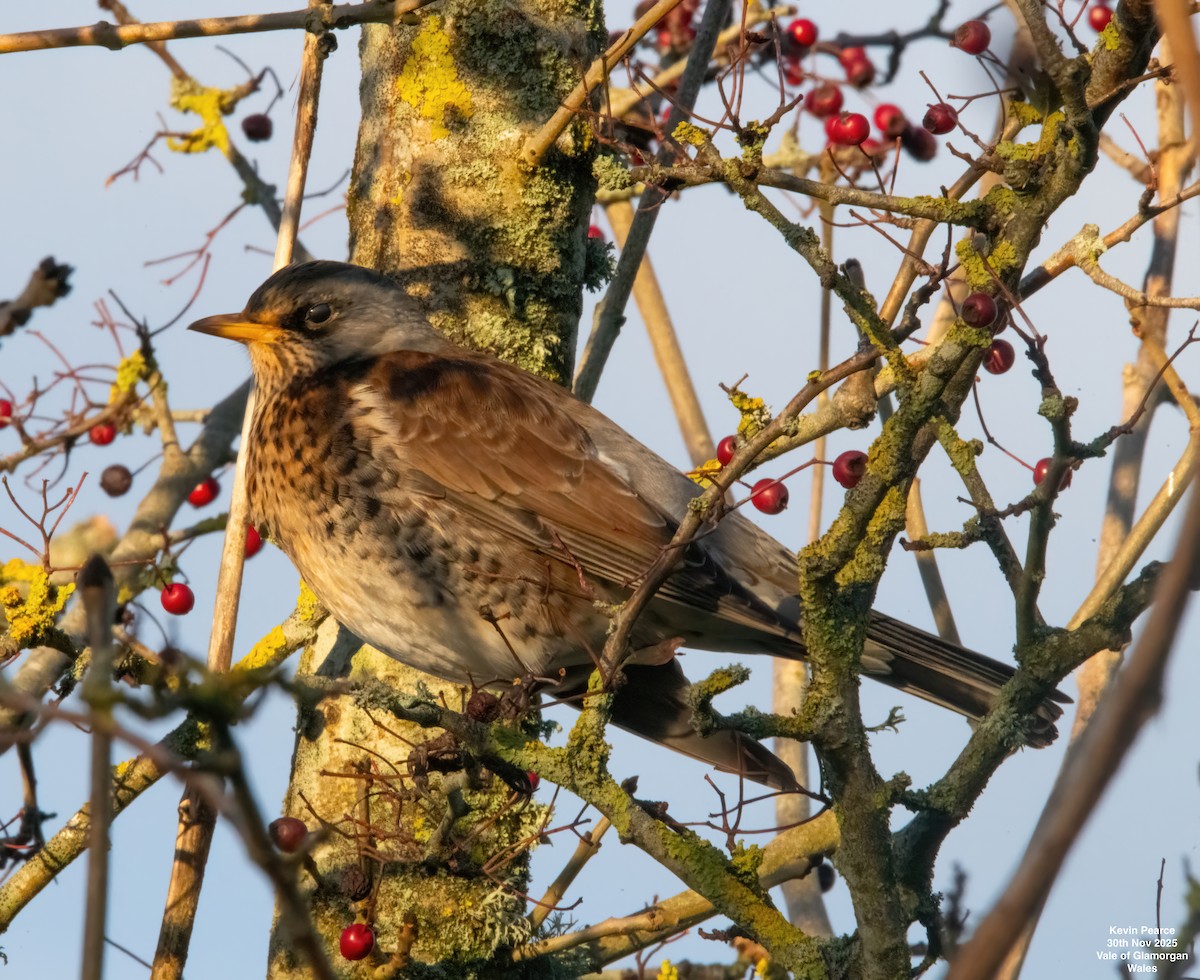 gråtrost - ML646189905