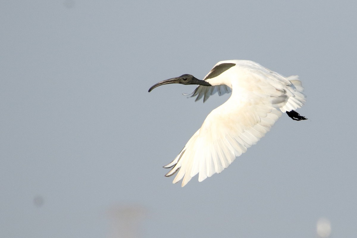 Black-headed Ibis - ML646189908