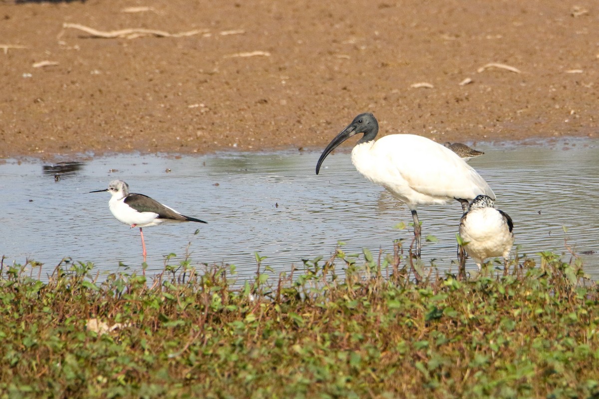 Black-headed Ibis - ML646189910