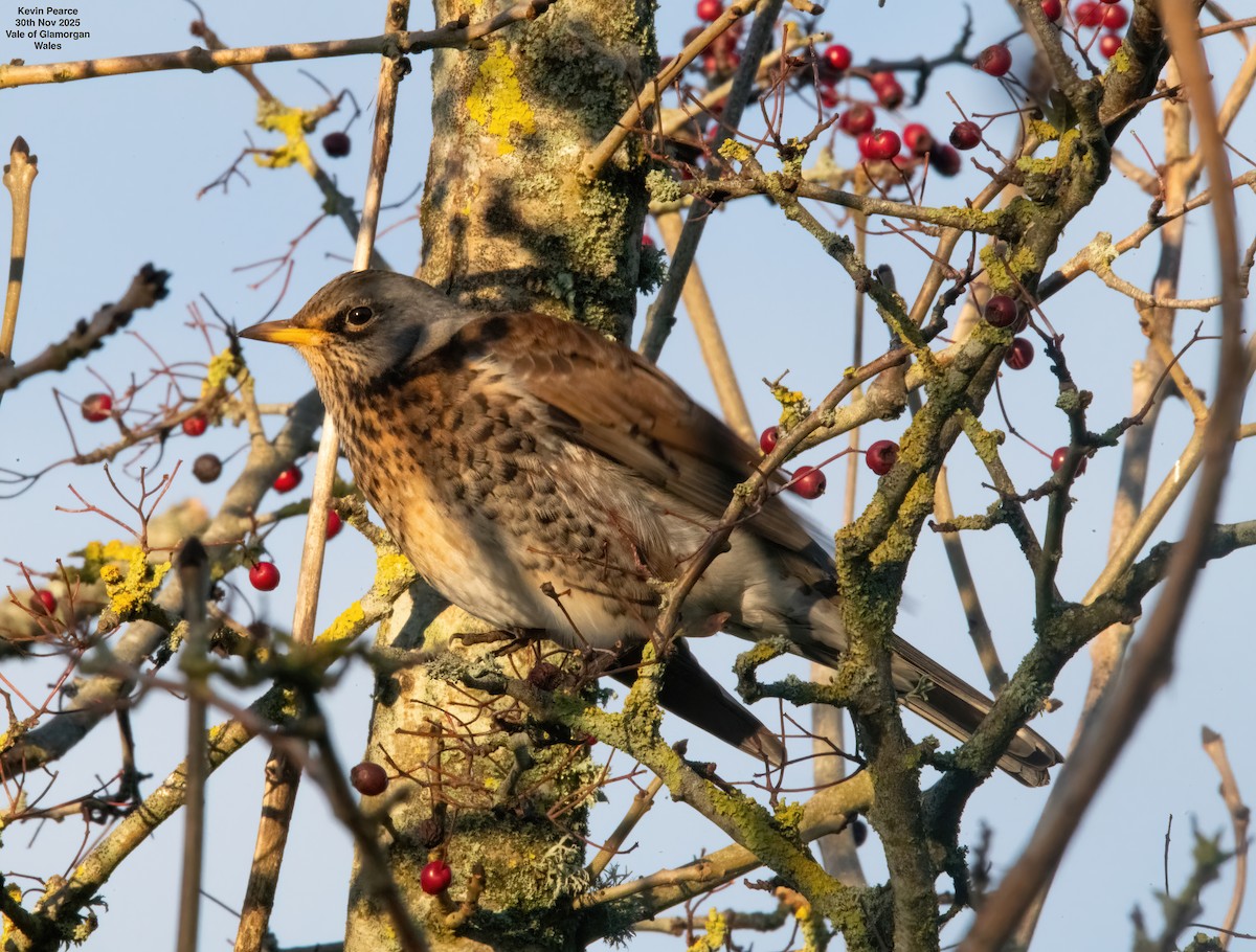 Fieldfare - ML646189915