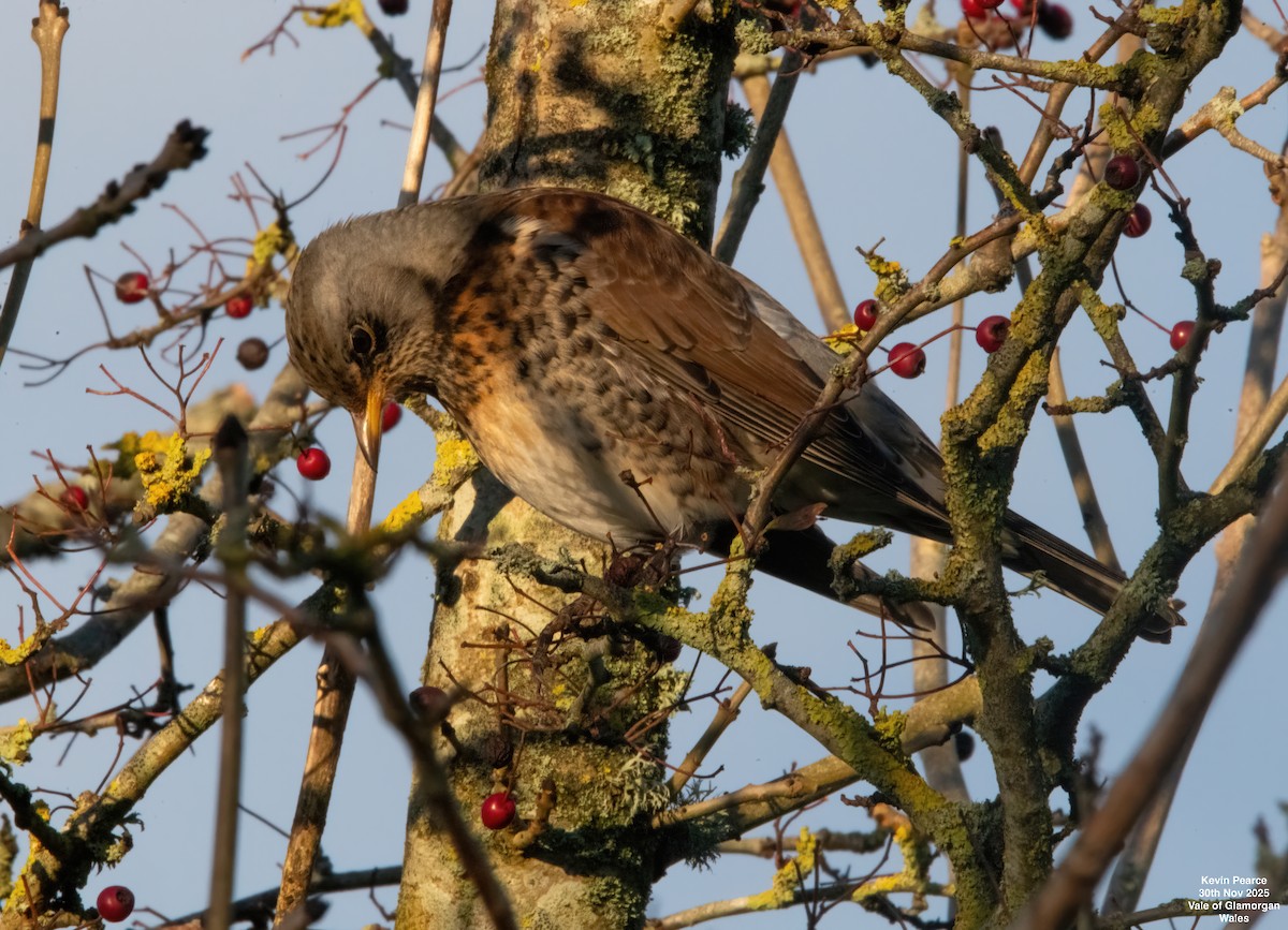 Fieldfare - ML646189917