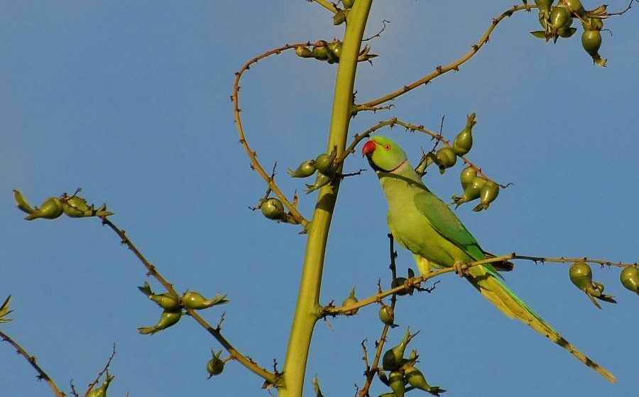 דררה - ML646189918