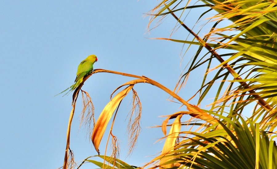 דררה - ML646189919