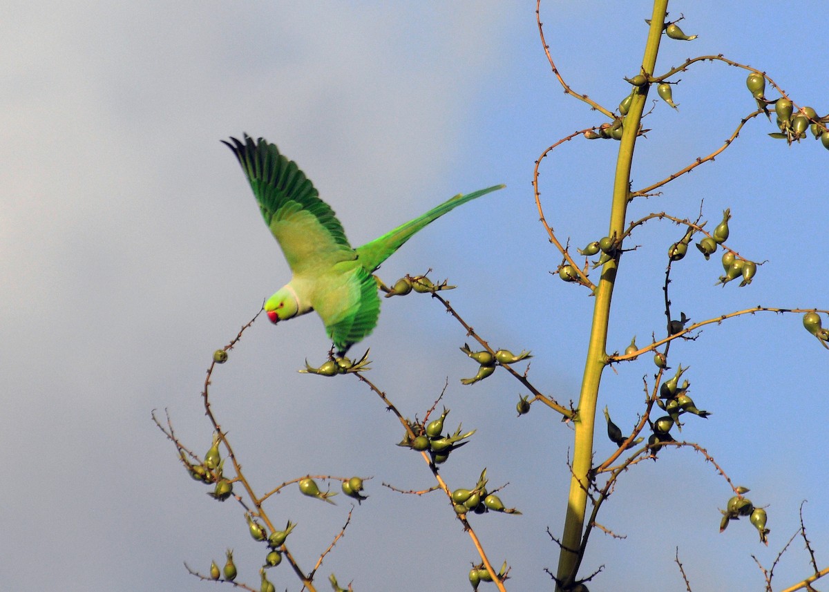 דררה - ML646189920