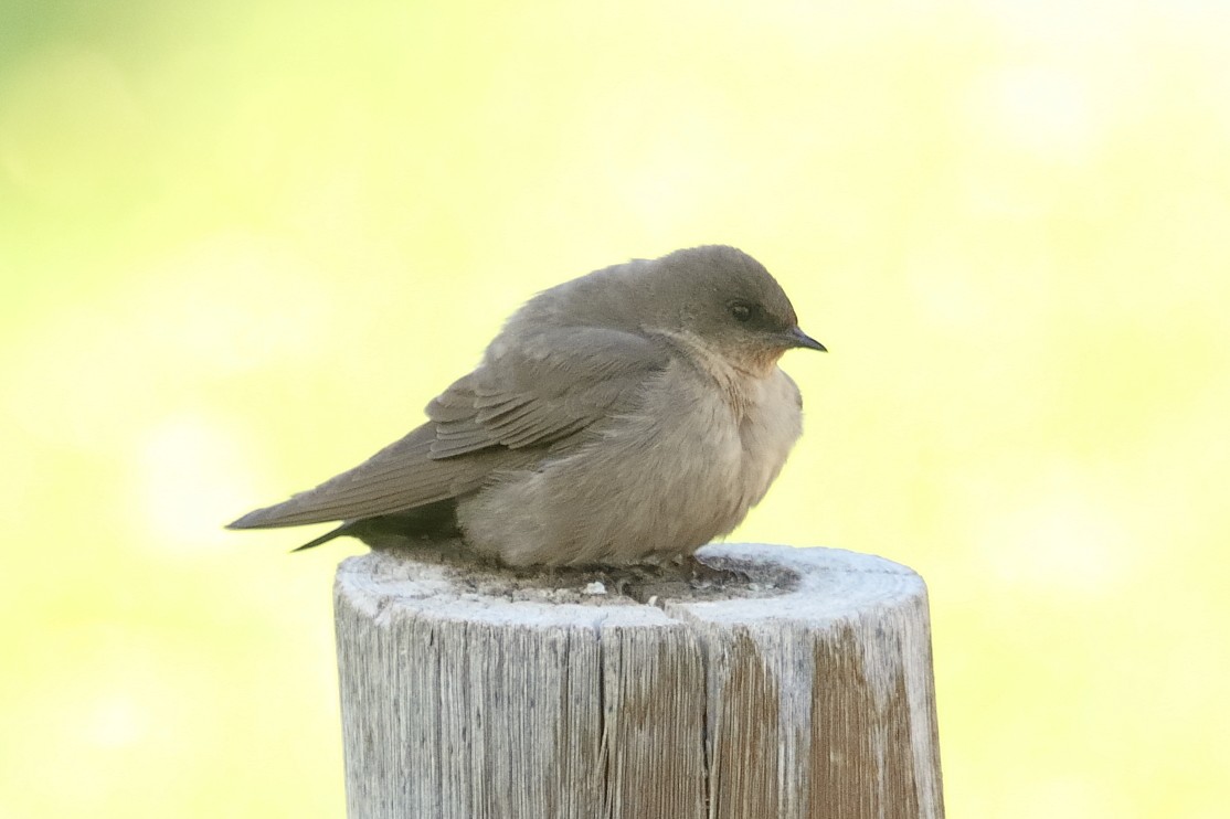 Southern Crag-Martin - ML646189923