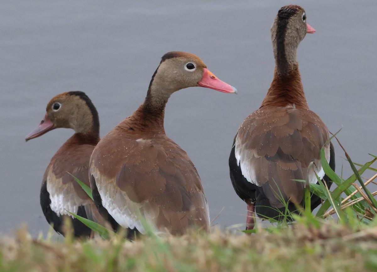 rødnebbplystreand - ML646189928